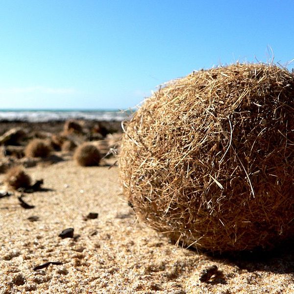 800px-Posidonia_oceanica_spheroid