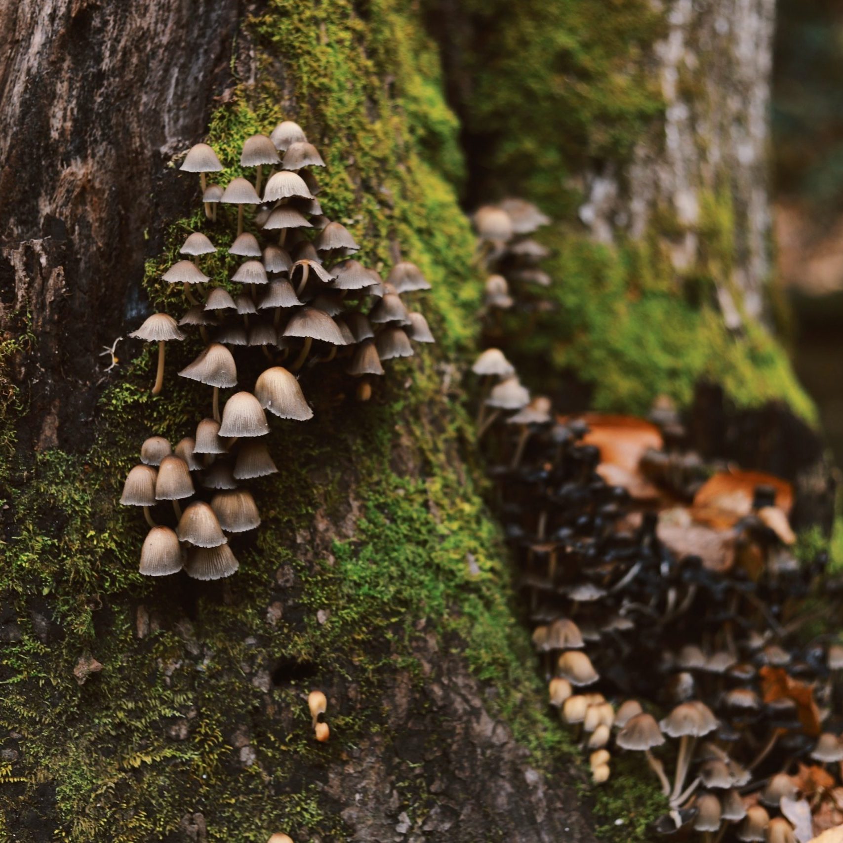 amy-humphries-fdeVkxtyymk-unsplash