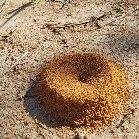 anthill-2396360_640