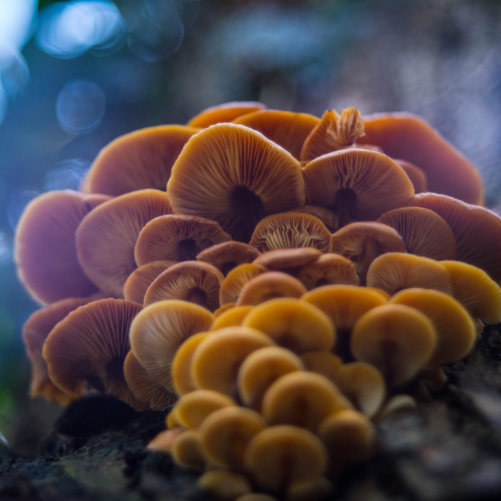 tamas-kolossa-CVxuAp0pyUA-unsplash