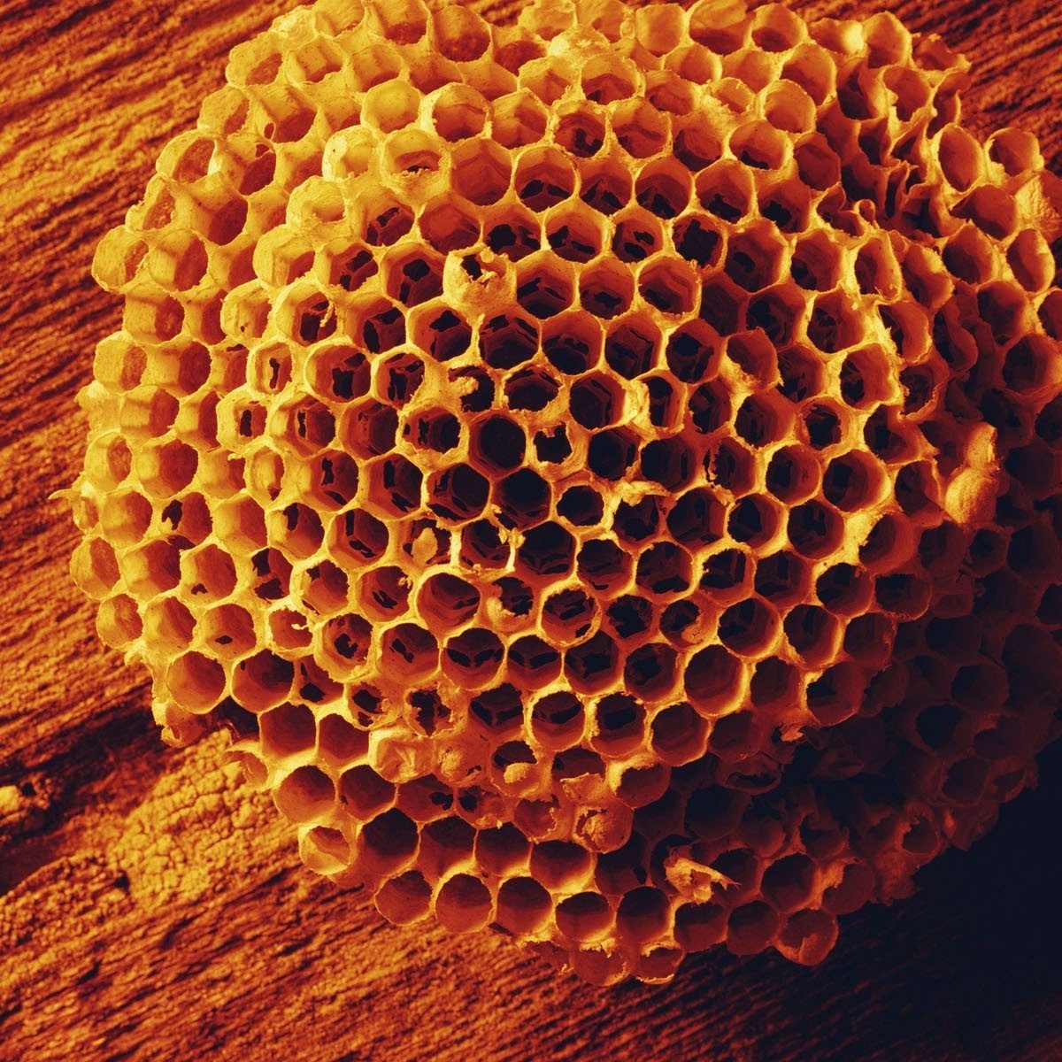 wallpaperuse.com-honeycomb-wallpaper-hd-838514